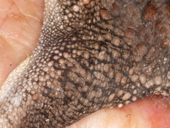 Sclerophrys pusilla