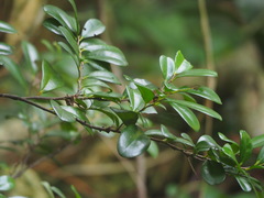Diospyros ferrea