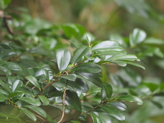Diospyros ferrea