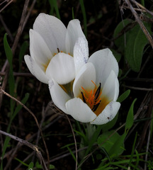 Crocus hyemalis