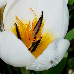 Crocus hyemalis