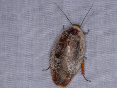 Gyna caffrorum