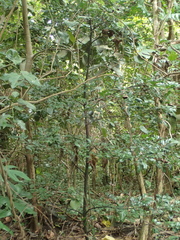 Diospyros ferrea