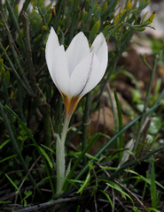 Crocus hyemalis