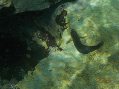 Ophioblennius atlanticus