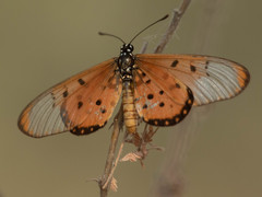 Acraea neobule