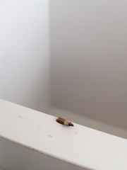 Plodia interpunctella