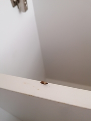 Plodia interpunctella