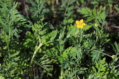 Sibbaldianthe orientalis