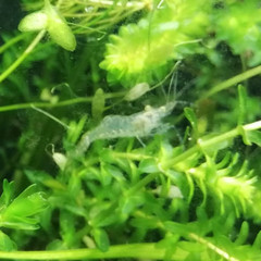 Palaemon antennarius