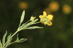 Sibbaldianthe orientalis