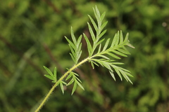 Potentilla tergemina