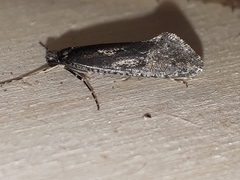 Eriocottis paradoxella