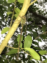 Triacanthagyna trifida