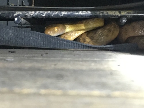Brown Tree Snake sighting