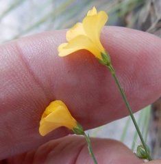 Linum sulcatum