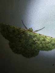 Herochroma baibarana