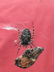 Aculepeira carbonarioides