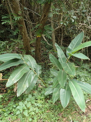 Alpinia koshunensis