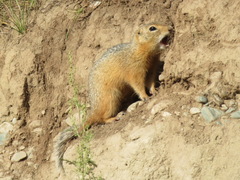 Urocitellus undulatus