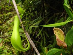 Nepenthes