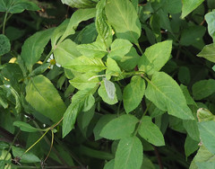 Leptosia nina niobe