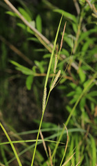Carex appendiculata