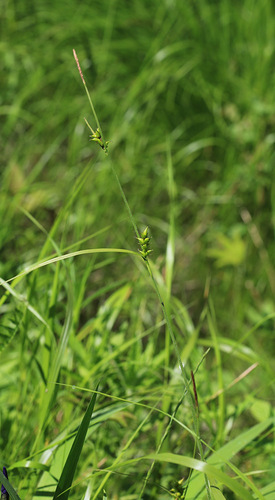 Carex latisquamea iNat (3)
