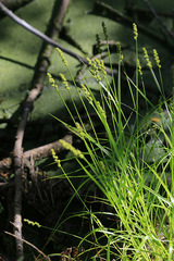 Carex maackii
