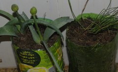 Allium cyrilli image