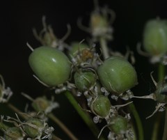 Allium cyrilli image