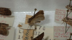 Oligia latruncula