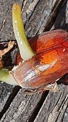 Othelosoma joburgi