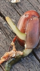 Othelosoma joburgi