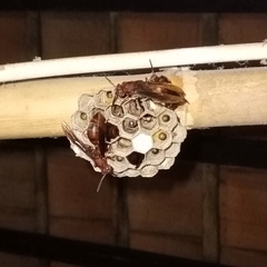 Polistes tenebricosus