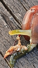 Othelosoma joburgi