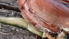 Othelosoma joburgi