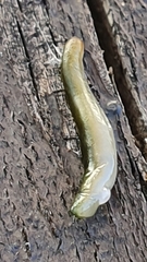 Othelosoma joburgi
