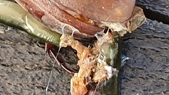 Othelosoma joburgi