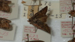 Oligia latruncula