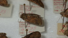 Oligia latruncula