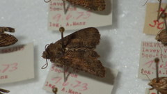 Oligia latruncula
