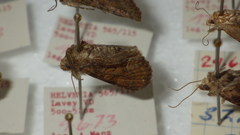 Oligia latruncula
