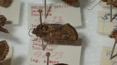 Oligia latruncula