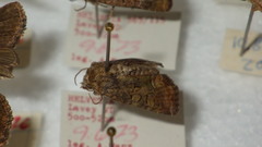 Oligia latruncula