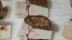 Oligia latruncula