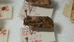 Oligia latruncula