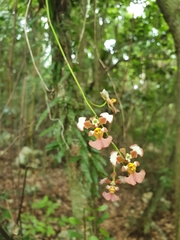 Tolumnia guianensis