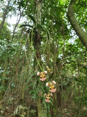 Tolumnia guianensis