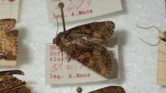Oligia latruncula
